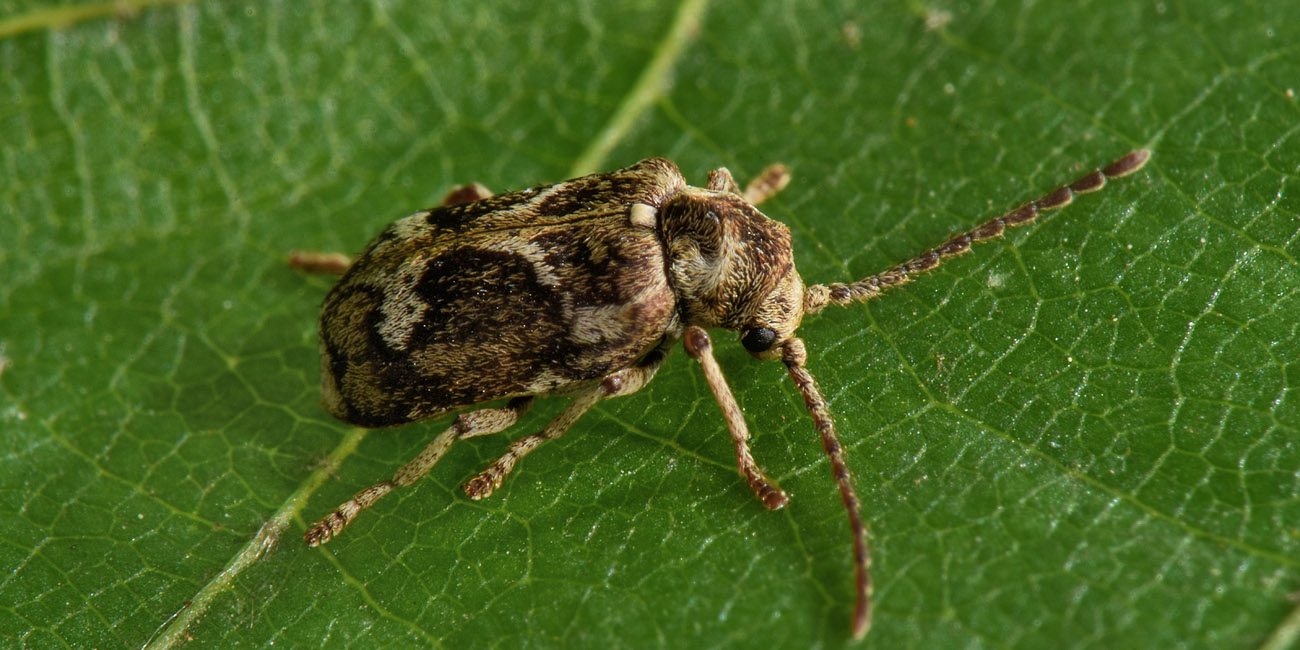 Anobiidae: Ptinomorphus imperialis? S.